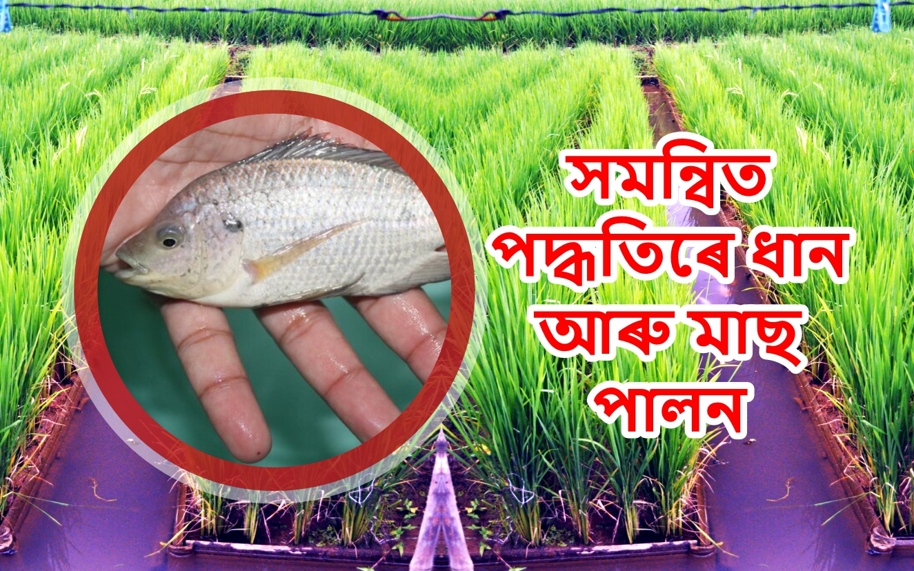 integrated Paddy and Fish Farming
