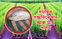 Know About integrated Paddy and Fish Farming