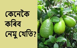 Know about Lemon Farming, a Complete Guide for farmers