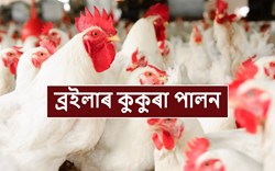 Advantage Broiler Poultry Farming