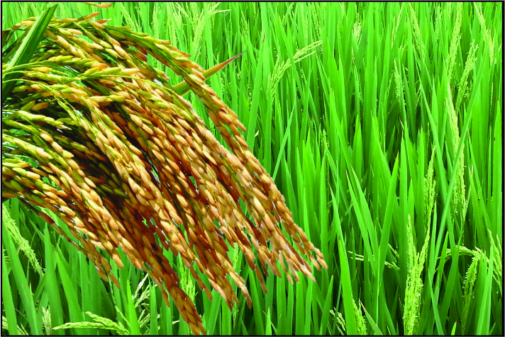 Indigenous varieties of rice in Assam