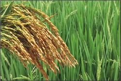 Indigenous varieties of rice in Assam