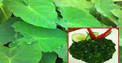 Health Benefit of Kachu Shak