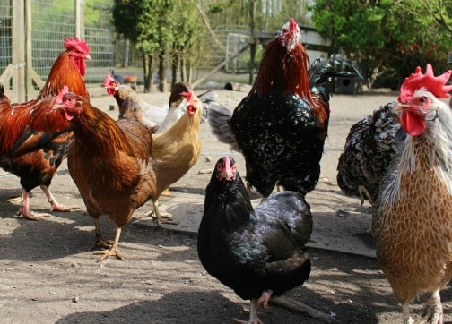 Local Chicken Farming
