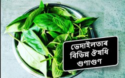 Health Benefit of Paedericto Chide