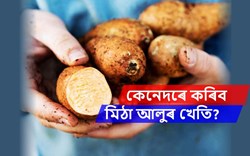 Know About Sweet Potato Farming