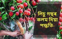 Know About How To Grafting Lichi Trees