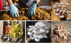Know About Oyster Mushroom Cultivation
