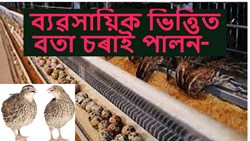 Know About Quail Bird Farming