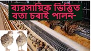 Quail Bird Farming: ব্যৱসায়িক ভিত্তিত বতা চৰাই পালন 