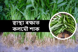 Health Benefit of Ipomia aquatica