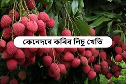 Know about Lichi Farming