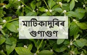 বনৌষধি মাটিকাদুৰিৰ স্বাস্হ্য উপকাৰিতা সম্পৰ্কে কিছু কথা-
