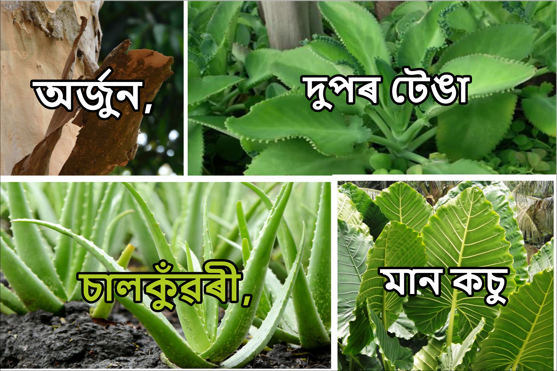 Herbs of Assam: Aloevera, Arjuna, Kalanchoe pinnata and Man Kachu