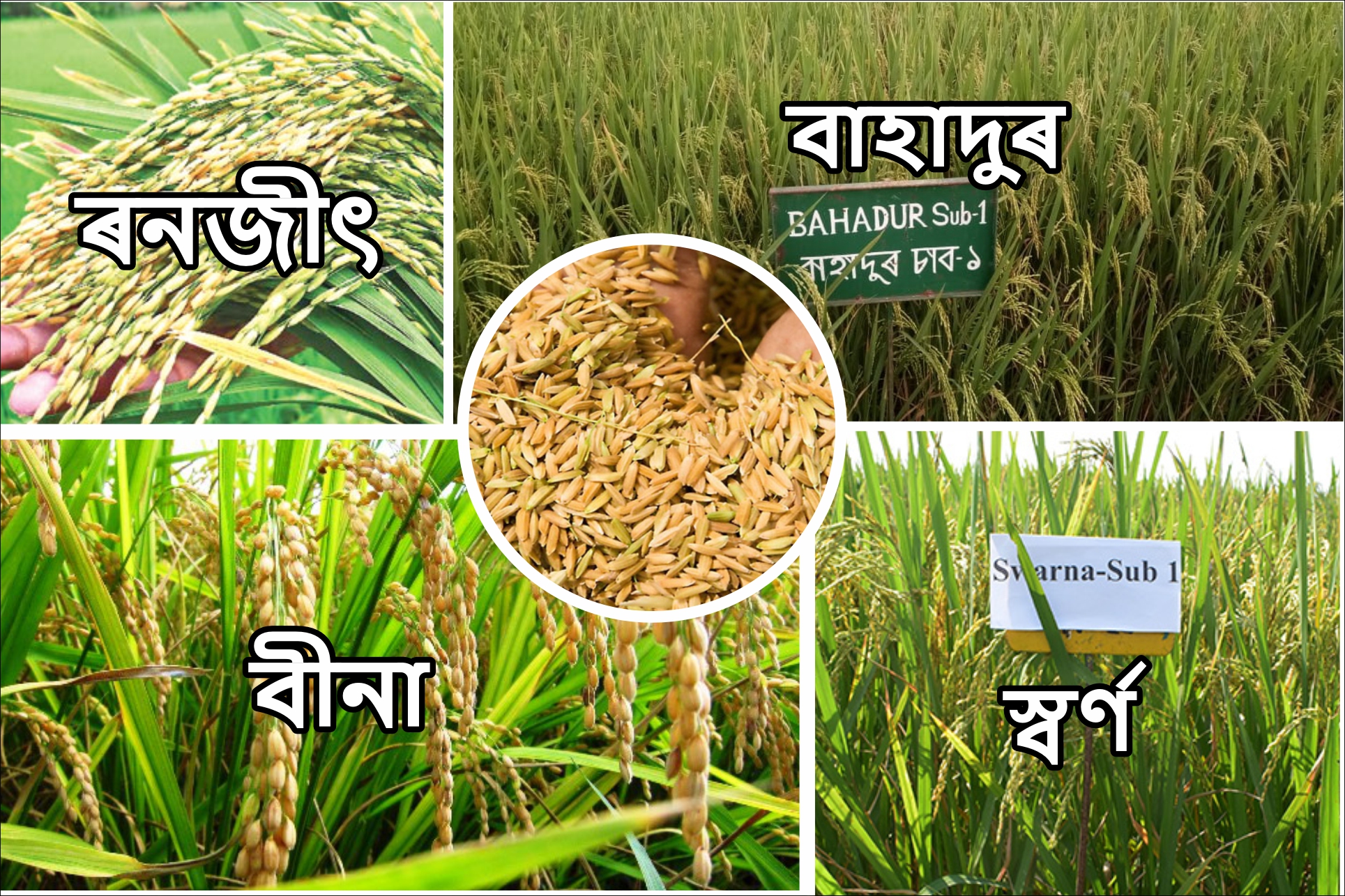 Flood Resistant Rice Verities