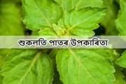 শুকলতি (পাচাউলি) শাকৰ স্বাস্হ্য উপকাৰিতা
