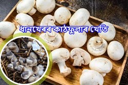 How to do Mushroom Farming with Rice straw