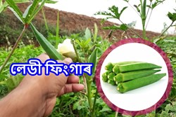 How to do ladies Finger farming (1)