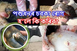 Animals Sobka Disease and its remedies