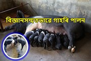 গাহৰি পালন কিয় এক লাভজনক ব্যৱসায়? জানিবলৈ পঢ়ক-