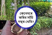  ব্যৱসায়িক ভিত্তিত কেনেদৰে কৰিব সাঁচি গছৰ খেতি? 