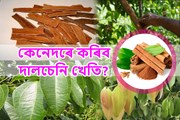 দালচেনি খেতি-অসমৰ বাবে এক লাভজনক কৃষি ব্যৱসায়!