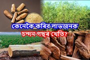 অসমত প্রচুৰ সম্ভাৱনাময় ব্যৱসায় চন্দন গছৰ খেতি