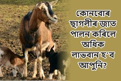Profitable Goat species for farming