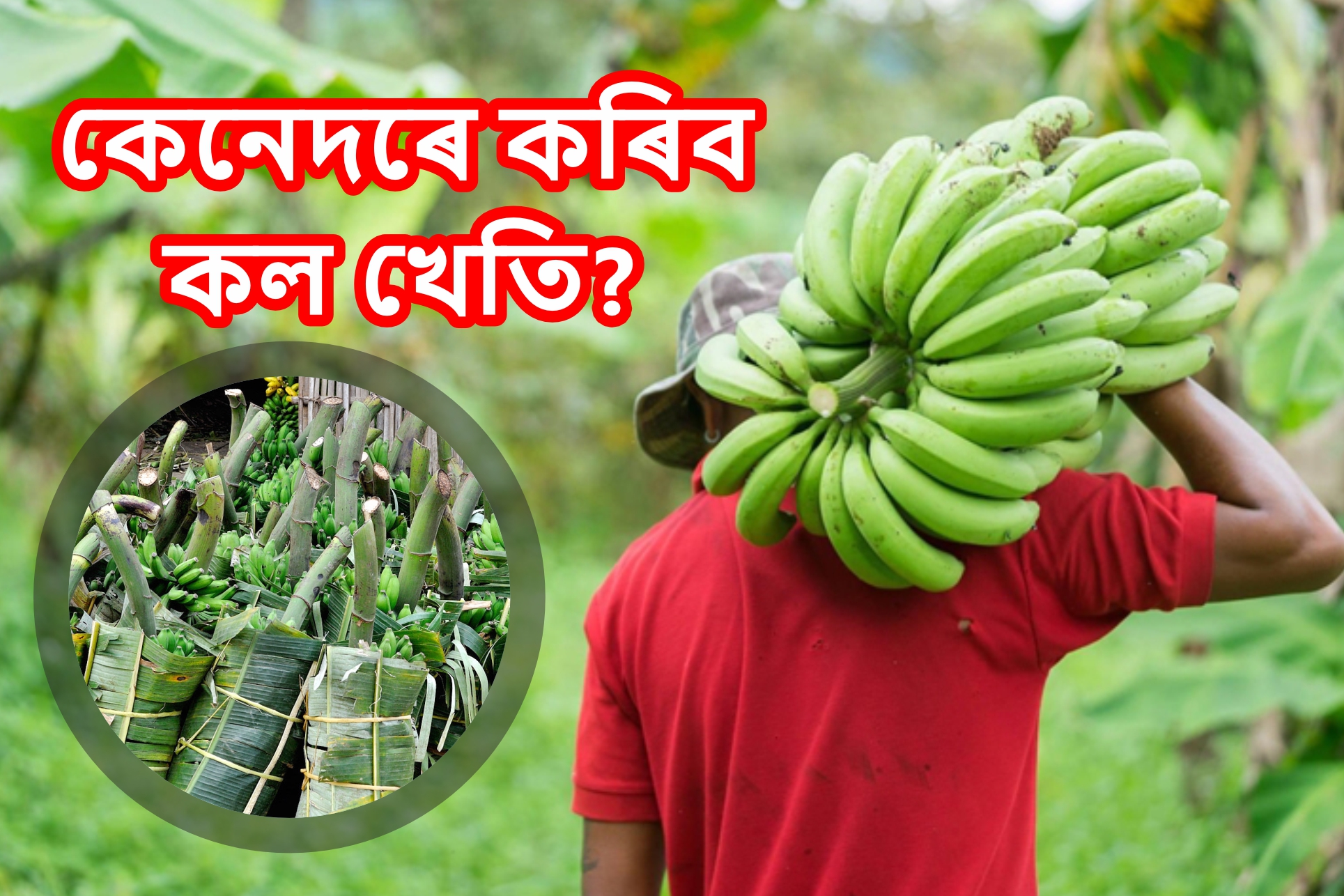 Banana Farming a profitable Business for Farmer