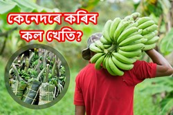 Banana Farming a Profitable Business for farmers
