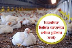 Broiler Farming in Scientific Way
