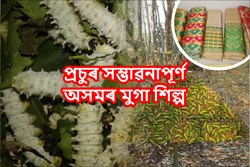 Sericulture in Assam Specially  Mulberry, Eri etc