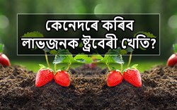 Know How to do Strawberry  Farming