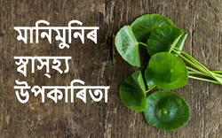 Health Benefit of Centella Asciatika