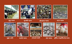 10 Most Profitable Animal Husbandry Business Ideas