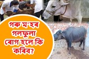 বাৰিষাকালত গৰু ম’হৰ  গলফুলা ৰোগ আৰু ইয়াৰ প্ৰতিকাৰ-
