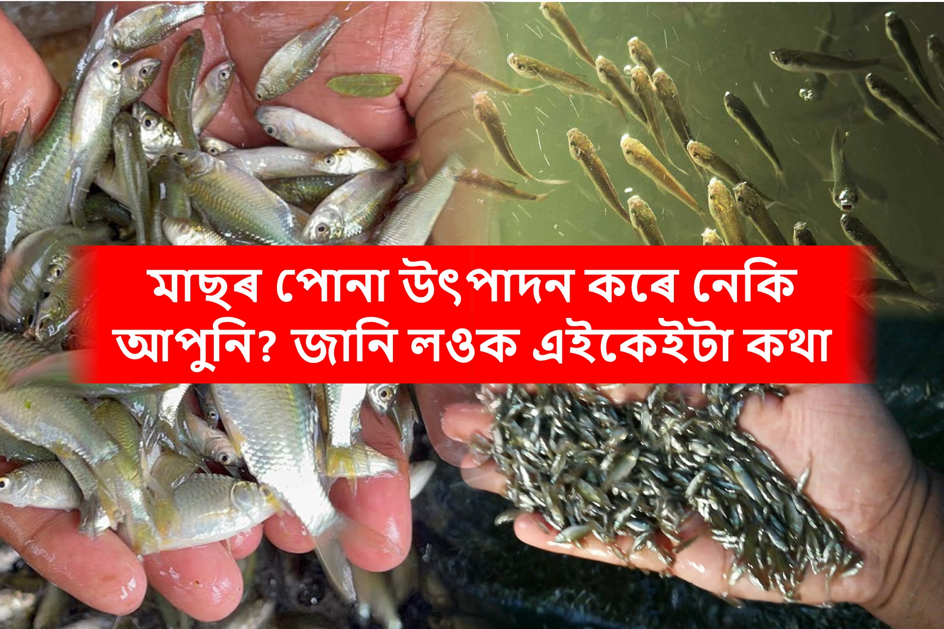 Precautions to be taken in the production of fish Seed