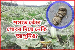 Why raw Cow dung shouldn't use  in crops?