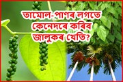বাৰীত তামোল-পাণৰ লগতে  কৰক জালুকৰ খেতি