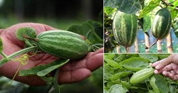 Pointed Gourd farming a Profitable Business for farmers