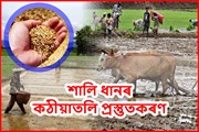 শালি ধানৰ জাত নিৰ্বাচন আৰু কঠীয়াতলি প্ৰস্তুতকৰণ 