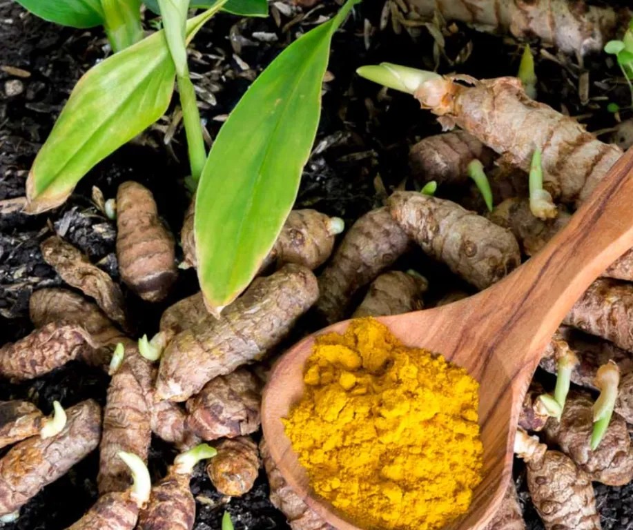 Turmeric Cultivation in Assam a Profitable Business for farmers
