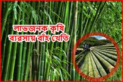 বাঁহ খেতি: অসমৰ কৃষকৰ বাবে এক লাভজনক কৃষি ব্যৱসায়