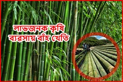 Bamboo Cultivation a Profitable Business for Assam farmer