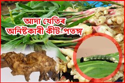 Harmful insects and remedies for ginger cultivation