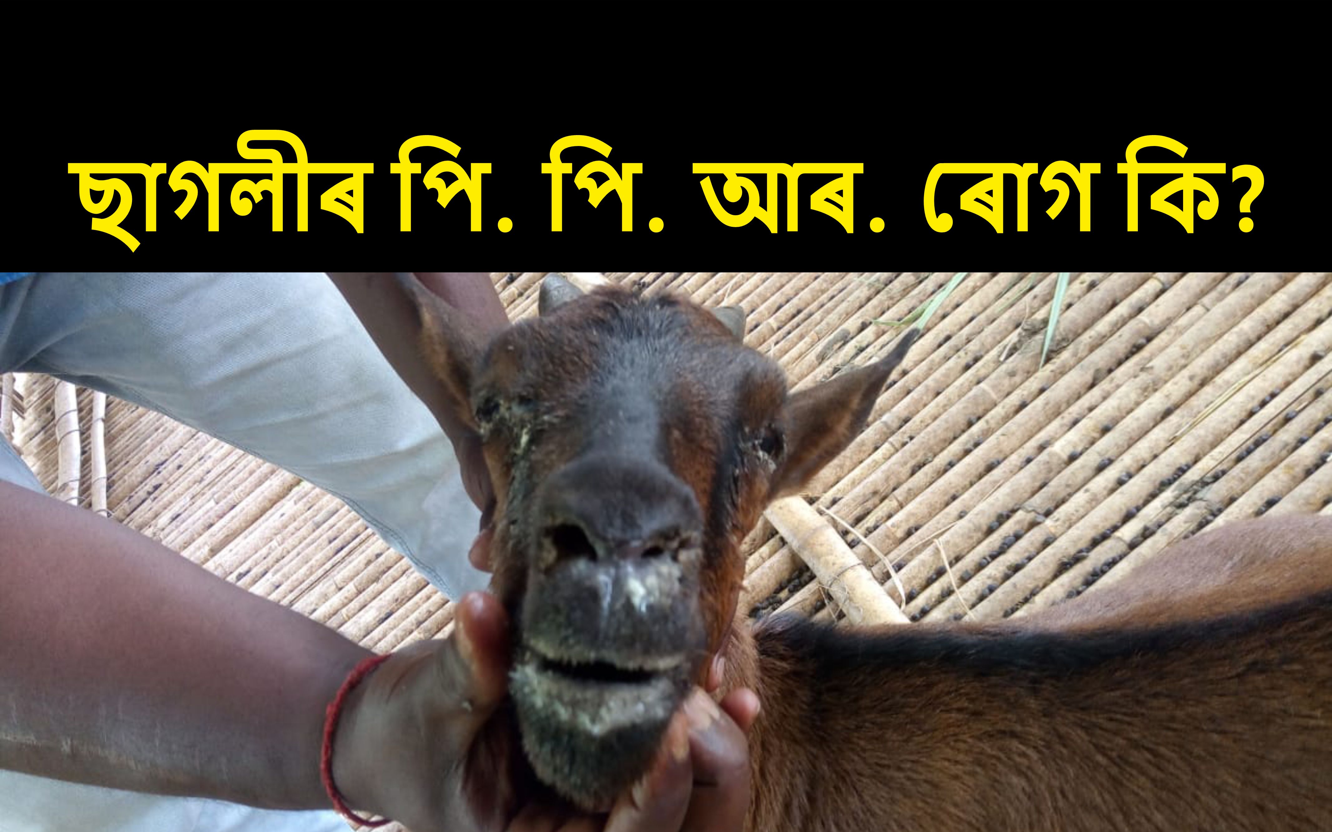 PPR Disease of Goat and its Character