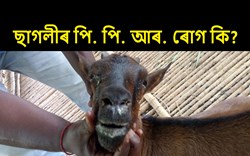 PPR Disease of Goat and its character and Prevention