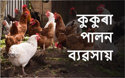 Poultry Farming a profitable Business for farmers