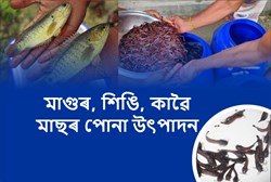Methods of production of kawai, Maguor fish