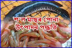 Sholf Fish Production